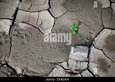 Muster aus einem Foto geknackt Erde geschaffen. Trockenheit, Dürre. Stockfoto