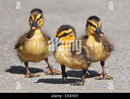 Entenküken, Arundel Stockfoto