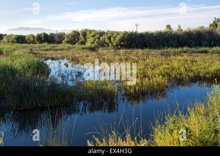 Abwasser Lagerung Teich, einheimische Vegetation. Stockfoto