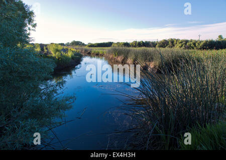 Abwasser Lagerung Teich, einheimische Vegetation. Stockfoto