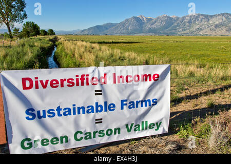 Weide bewässerte Feld "Landwirtschaft in Carson Valley". Stockfoto