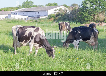 Grasende Kühe auf einer grünen Sommerwiese, Weide in Polen. Stockfoto