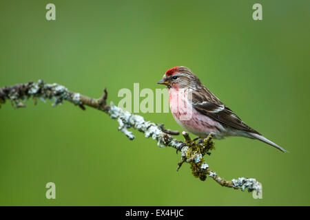 Geringerer Redpoll (Zuchtjahr Kabarett) - UK Stockfoto