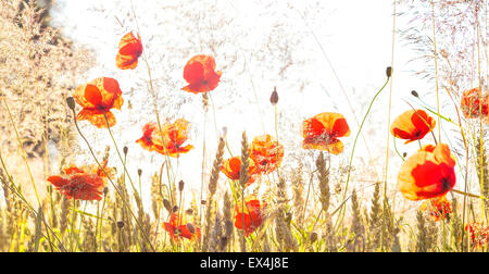 Retro-Blick von Sonnenaufgang über Wiese, Natur Hintergrund mit geringen Schärfentiefe. Stockfoto