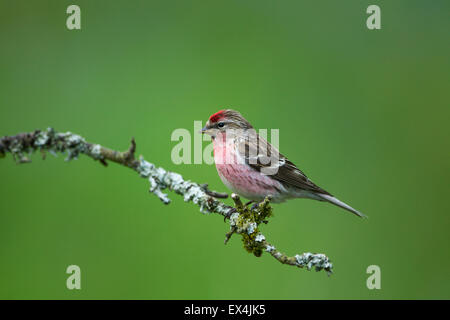 Geringerer Redpoll (Zuchtjahr Kabarett) - UK Stockfoto