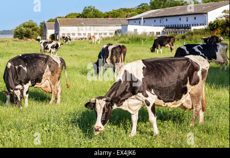 Grasende Kühe auf einer grünen Sommerwiese, Weide in Polen. Stockfoto