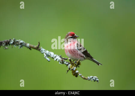 Geringerer Redpoll (Zuchtjahr Kabarett) - UK Stockfoto