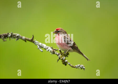 Geringerer Redpoll (Zuchtjahr Kabarett) - UK Stockfoto