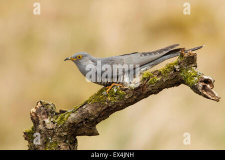 Kuckuck (Cuculus Canorus) - UK Stockfoto