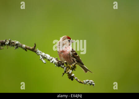 Geringerer Redpoll (Zuchtjahr Kabarett) - UK Stockfoto