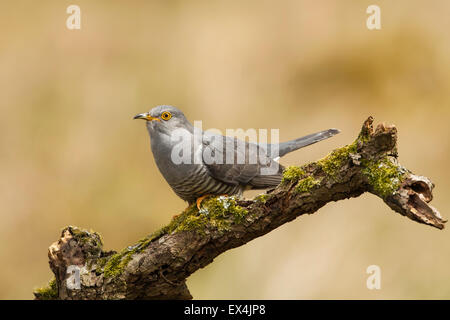 Kuckuck (Cuculus Canorus) - UK Stockfoto