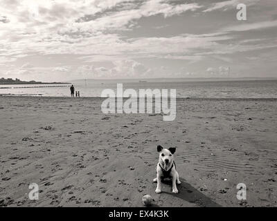 schwarz / weiß Foto kleiner Hund, Jack Russell am Strand von Bangor, County Down, Nordirland Stockfoto