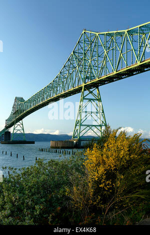 Astoria-Megler Brücke und gelben Blumen, Columbia River, Astoria, Oregon USA Stockfoto