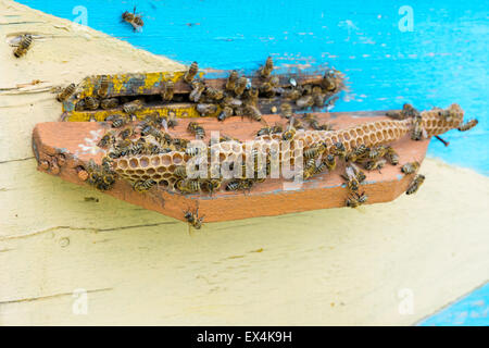 Honig-Bienen am Eingang zum Bienenstock hautnah. Stockfoto