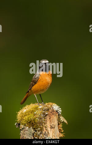 Männliche Gartenrotschwänze, thront auf einem moosigen Pfosten in einem bewaldeten Tal (Phoenicurus Phoenicurus), UK Stockfoto