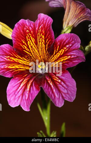 Pink und Gelb Salpiglossis (auch lackiert Zunge Pflanze bekannt) Sinuata Stockfoto