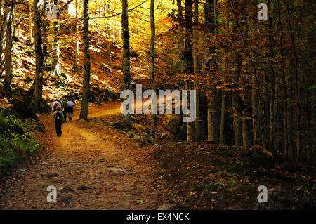 Pfad in Buchenwald. Herbst im Tal Ordesa. Pyrenäen, Aragón, Huesca, Spanien Stockfoto