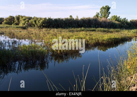 Abwasser Lagerung Teich, einheimische Flora. Stockfoto