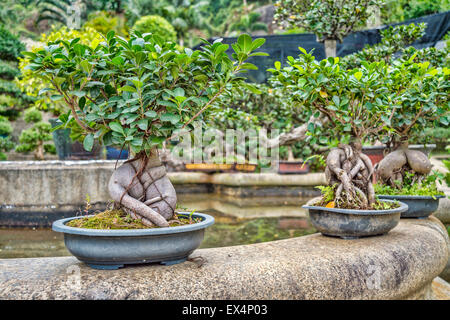 Sammlung von Bonsai-Bäumen in Hong Kong Stockfoto