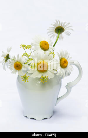 Gänseblümchen weiße Gänseblümchen (Bellis Perennis) und Fenchel Blumen in einen weißen Krug auf weißem Hintergrund Stockfoto