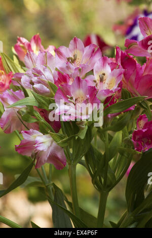 Peruanische Lilie Blumen auf einem Garten Hintergrund Stockfoto