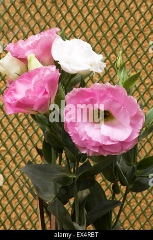 Rosa Lisianthus Pflanze in Blüte auf einem Gitter-Hintergrund Stockfoto