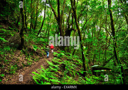 Nationalpark Garajonay. Insel La Gomera, Kanarische Inseln, Spanien Stockfoto