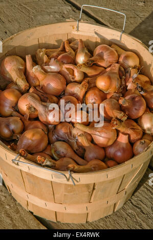 Scheffel Korb Bio Ehrgeiz Schalotten in Carnation, Washington, USA Stockfoto