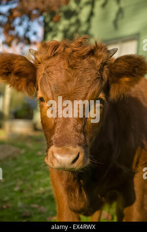 3/4 Dexter Baby rote Kuh namens Gilly in Snoqualmie, Washington, USA Stockfoto