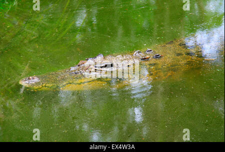 gefährliches Krokodil Schwimmen unter Wasser Stockfoto