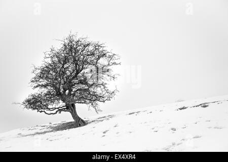 einzelne einsame Weißdorn auf einem schneebedeckten Hügel Stockfoto