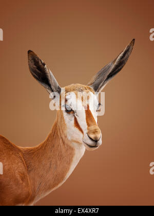 Unreife Springbok (Antidorcas Marsupialis) Porträt - Kalahari-Wüste (Südafrika) Stockfoto