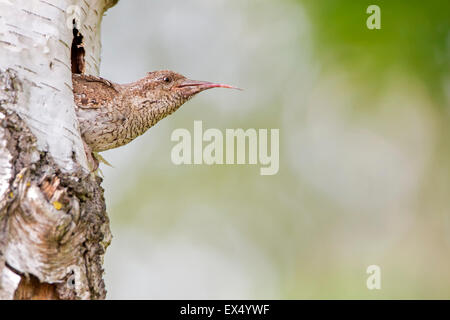 Wendehals (Jynx Torquilla) in der Zucht-Höhle, mittlere Elbe-Biosphärenreservat, Sachsen-Anhalt, Deutschland Stockfoto
