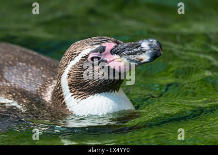 Magellan-Pinguin (Spheniscus Magellanicus) in Wasser, gefangen Stockfoto