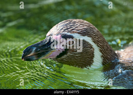 Magellan-Pinguin (Spheniscus Magellanicus) in Wasser, gefangen Stockfoto