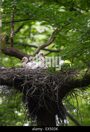 Schwarzstorch (Ciconia Nigra), Rheinland-Pfalz, Deutschland Stockfoto