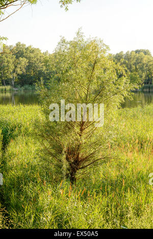 Grüne Blätter wachsen in der Nähe des Sees im Sommer. Eine Weide wächst in der Mitte. Das Abendlicht spielt mit dem Wind und cre Stockfoto