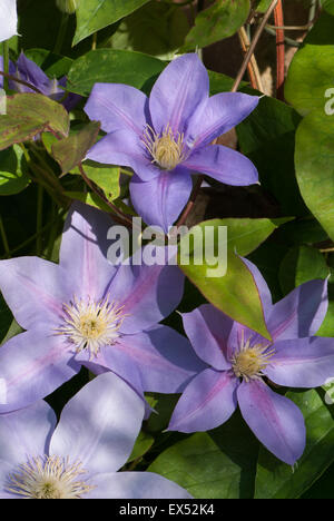 Clematis 'Blue Eyes' Stockfoto