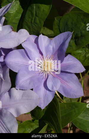 Clematis 'Blue Eyes' Stockfoto