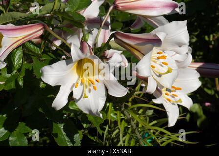 Stark duftende weiße Lilie, Lilium "Regale" Stockfoto