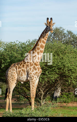 Giraffe im Mokolodi Naturreservat in Botswana Stockfoto