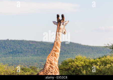 Giraffe im Mokolodi Naturreservat in Botswana Stockfoto