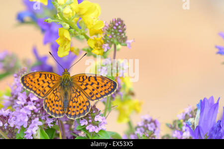 Monarchfalter auf gelbe Blume Stockfoto