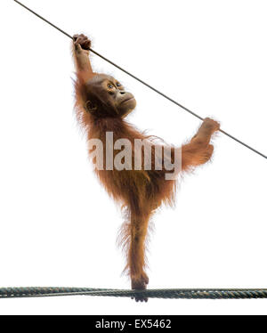 Baby Orang-Utan stehend an einem Seil in einer lustigen Pose, isoliert auf weiss Stockfoto