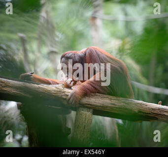 Erwachsener Orang-Utan sitzen tief in Gedanken, mit Dschungel als Hintergrund, geringe Schärfentiefe Stockfoto
