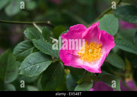 Rosa "Complicata" Blumen in einem englischen Garten. Stockfoto