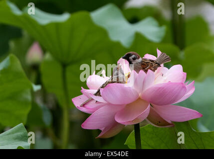 Peking, China. 7. Juli 2015. Spatzen Futter auf einer Lotusblüte im Zizhuyuan Park in Peking, Hauptstadt von China, 7. Juli 2015. Bildnachweis: Wang Xibao/Xinhua/Alamy Live-Nachrichten Stockfoto