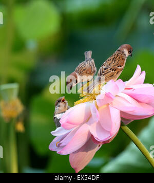 Peking, China. 7. Juli 2015. Spatzen Futter auf einer Lotusblüte im Zizhuyuan Park in Peking, Hauptstadt von China, 7. Juli 2015. Bildnachweis: Wang Xibao/Xinhua/Alamy Live-Nachrichten Stockfoto