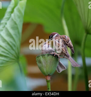 Peking, China. 7. Juli 2015. Spatzen Futter auf einer Lotusblüte im Zizhuyuan Park in Peking, Hauptstadt von China, 7. Juli 2015. Bildnachweis: Wang Xibao/Xinhua/Alamy Live-Nachrichten Stockfoto