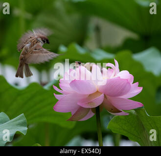 Peking, China. 7. Juli 2015. Spatzen Futter auf einer Lotusblüte im Zizhuyuan Park in Peking, Hauptstadt von China, 7. Juli 2015. Bildnachweis: Wang Xibao/Xinhua/Alamy Live-Nachrichten Stockfoto